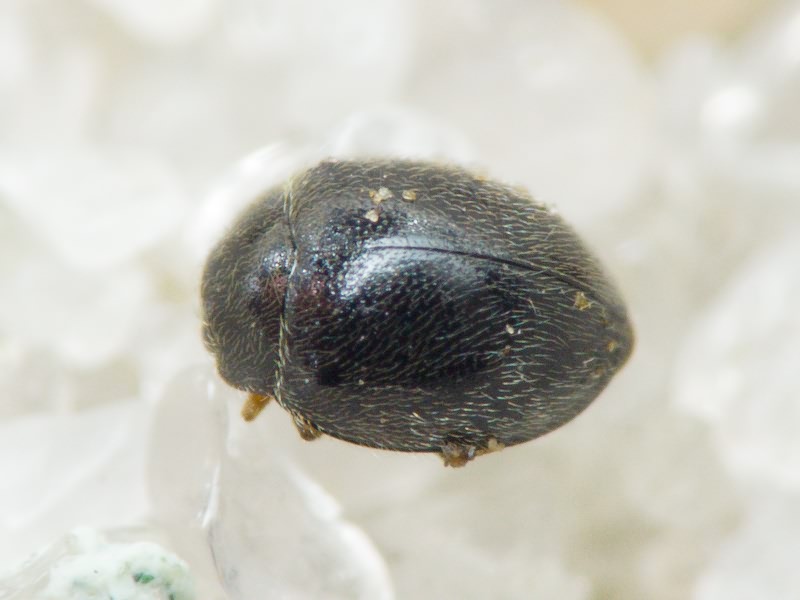 Stethorus punctillum Weise, 1891